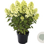 Hydrangea pan. Pandora 50-60 cm p29