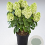 Hydrangea pan. Panenka 50-60 cm p29