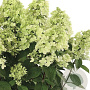 Hydrangea pan. Panflora 50-60 cm p29