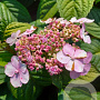 Hydrangea s. 'Bluebird' GM 3,0L leverbaar
