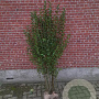 Ligustrum ovalifolium 150-175 cm met kluit struik