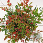 Nandina d. Obsessed 25-30 cm 2,0L