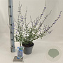 Perovskia 'Blue Spire' 30-40 cm 2,0L