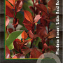 Photinia fraseri 'Little Red Robin' 25-30 cm 2,0L