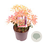 Pieris 'Forest Flame' 20-25 cm 2,0L