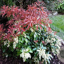 Pieris jap. 'Red Mill' 30-35 cm P22