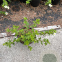 Potentilla f. 'Abbotswood' 30-40 cm C1.5