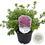 Rhododendron (AJ) Geisha Purple 20-25 cm 2,0L