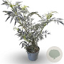 Sambucus nigra Black Lace 200-250 cm draadkluit struik 100-150 breed