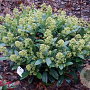 Skimmia j. 'Finchy' 35 cm 3,0L