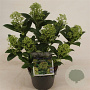 Skimmia j. 'Fragrant Cloud' 20 cm op C1.2