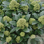 Skimmia j. White Globe 40-45 cm P22