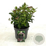 Viburnum tin. 'Eve Price' 25-30 cm 2,0L