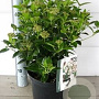 Viburnum tin. 'Eve Price' 40-50 cm P26