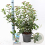 Viburnum tin. 'Gwenllian' 25-30 cm 2,0L