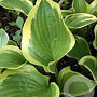 Hosta 'Queen Josephine' GM C1.3 BIO