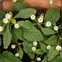 Lippia dulcis GM C1 BIO