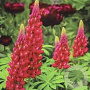 Lupinus West Country Beefeater GM C1.3 BIO