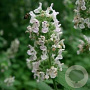 Nepeta cataria GM C1 BIO inheems