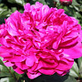 Paeonia (LD) 'Red Sarah Bernhardt' GM C1.3 BIO