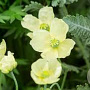 PAPAVER NUDICAULE 'PACINO' GM C1 BIO