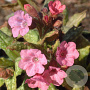 Pulmonaria 'Bubble Gum' GM C1.3 BIO