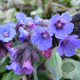 Pulmonaria 'Samurai' GM C1.3 BIO
