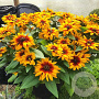 Rudbeckia h. MiniBeckia Flame GM C1 BIO