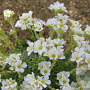Saxifraga (A) 'Alba Grandiflora' GM C1.3 BIO