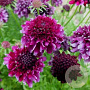 Scabiosa 'Barocca' GM C1 BIO