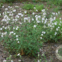 Silene latifolia GM C1 BIO inheems