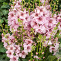 Verbascum 'Rosie' GM C1.3 BIO