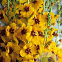 Verbascum signum GM C1 BIO
