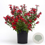 Salvia gr. Mirage Cherry Red GM C1.3 BIO