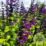 Salvia 'Purple & Bloom' GM C1.3 BIO