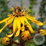 Ligularia dentata 'Little Golden Ray' GM C1.3 BIO
