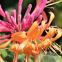 Lonicera heckrottii 'Goldflame' GM C1.3 BIO