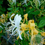 Lonicera japonica 'Hall's Prolific' GM C1.3 BIO