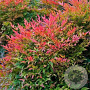 Nandina domestica 'Moonbay' 20-25 cm 2,0L