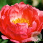 Paeonia 'Coral Sunset' GM C1.3 BIO