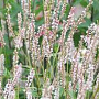 Persicaria amplexicaulis 'JS Misty Morning' GM C1 BIO