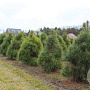 Pinus sylvestris 100-120 cm met kluit
