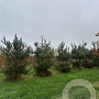 Pinus sylvestris 300-350 cm draadkluit