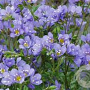 Polemonium reptans 'Blue Pearl' GM C1 BIO