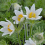 Pulsatilla vulgaris 'Alba' GM C1 BIO