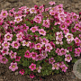 Saxifraga arendsii 'Marto Picotee Red' GM C1.3 BIO