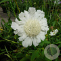 Scabiosa caucasica 'Alba' GM C1.3 BIO