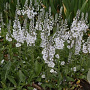Veronica gentianoides 'Tissington White' GM C1.3 BIO