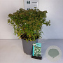 Spiraea jap. 'Albiflora' 20-30 cm 6,5L
