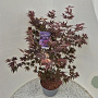 Acer pal. 'Atropurpureum' 120-140 cm 10L